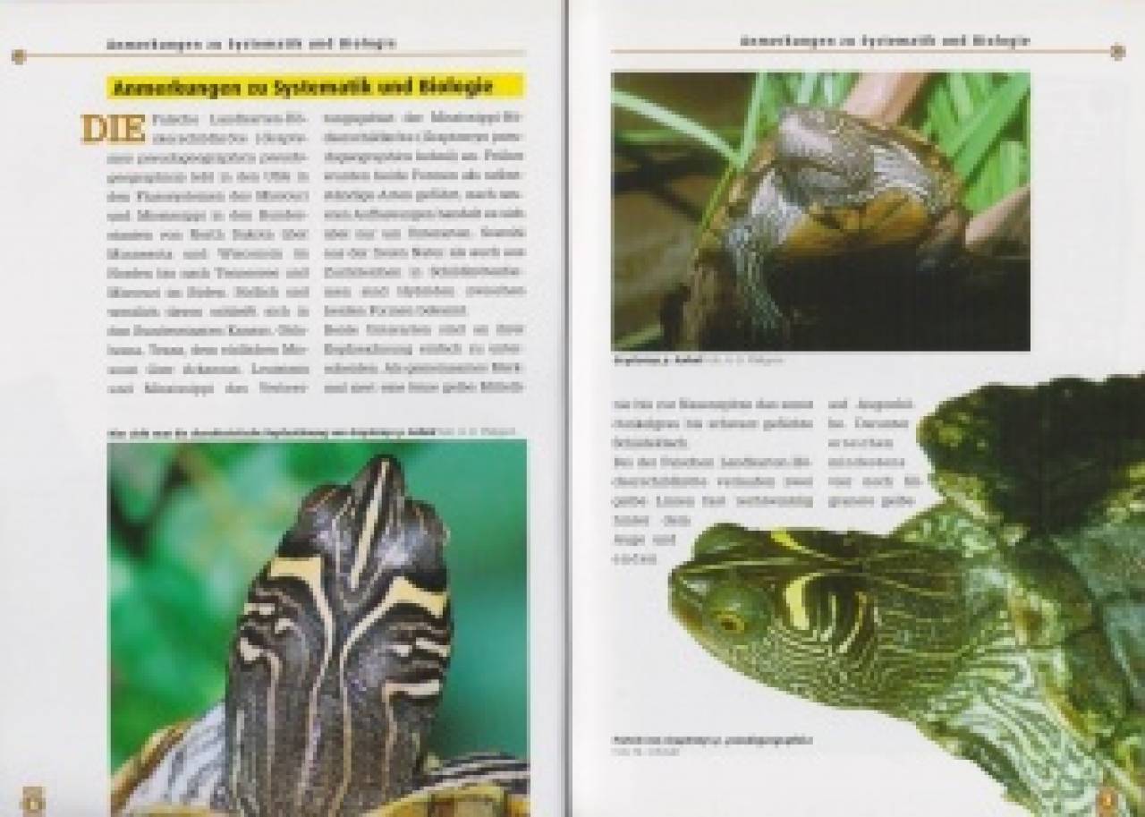 Falsche Landkarten-Höckerschildkröten und Mississippi-Höckerschildkröten